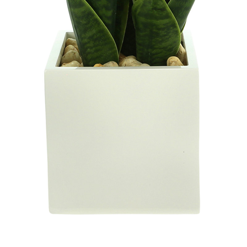 Classic Snake Plant in Fiberstone Pot