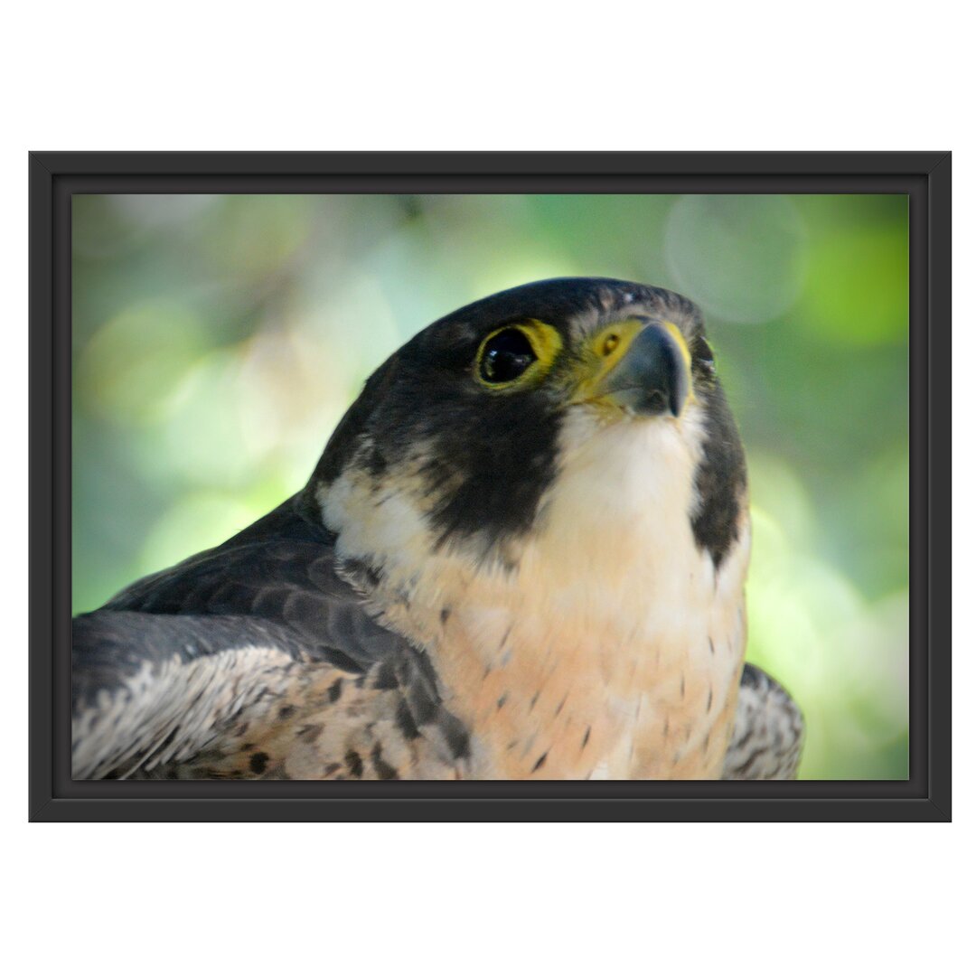 Gerahmtes Wandbild schöner grauer Adler