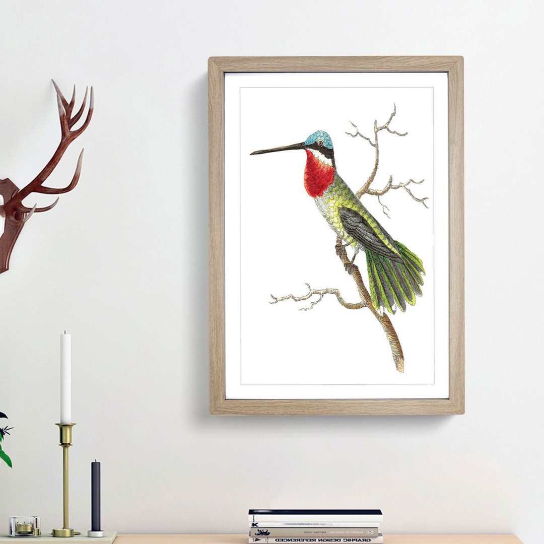 Stripe-Cheeked Hummingbird by George Shaw - Framed Print