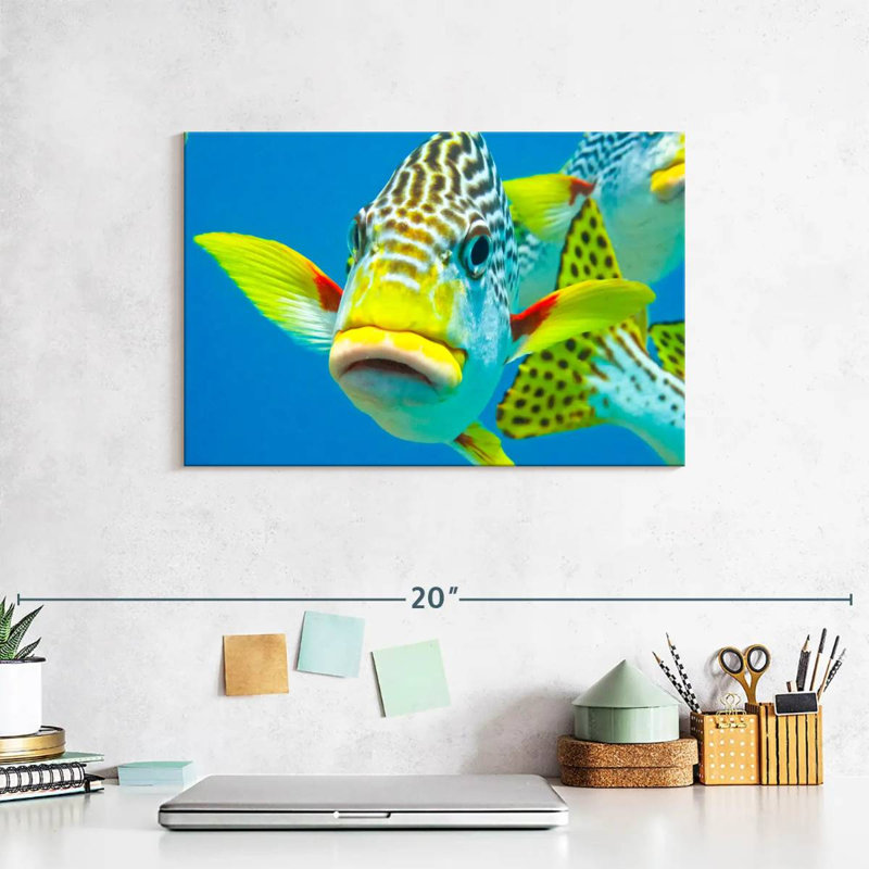 Gros plan sur les Sweetlips, H 8 po x l 12 po