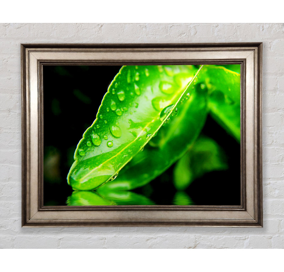 Gerahmtes Leinwandbild Green Leaf Reflection