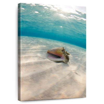 Aletra Underwater Seashell