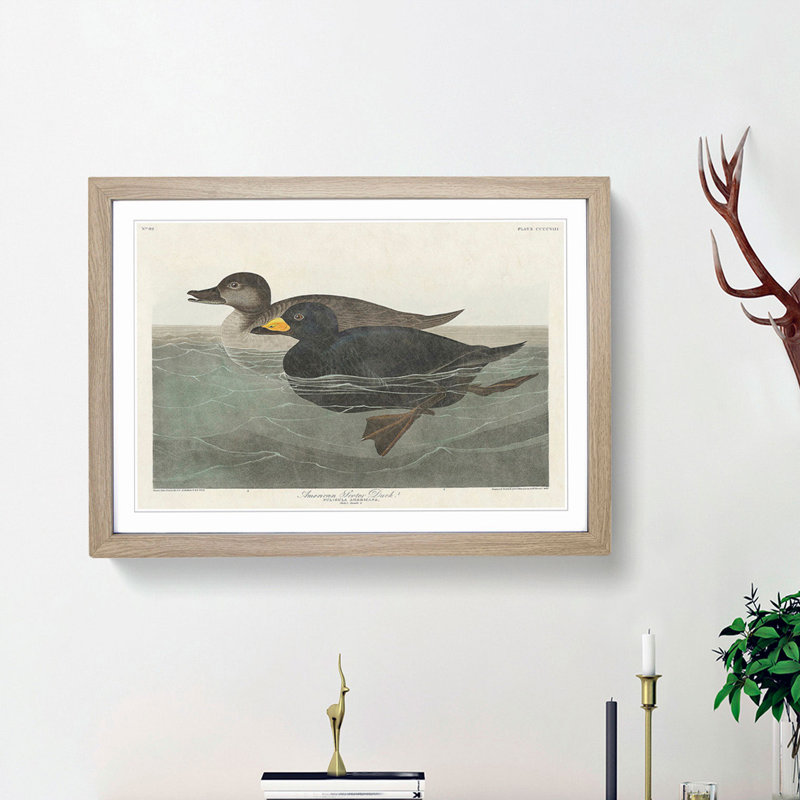 American Scooter Duck by John Audubon - 1 Piece Single Picture Frame Painting, 24cm H x 33cm W x 2cm D, Oak Framed