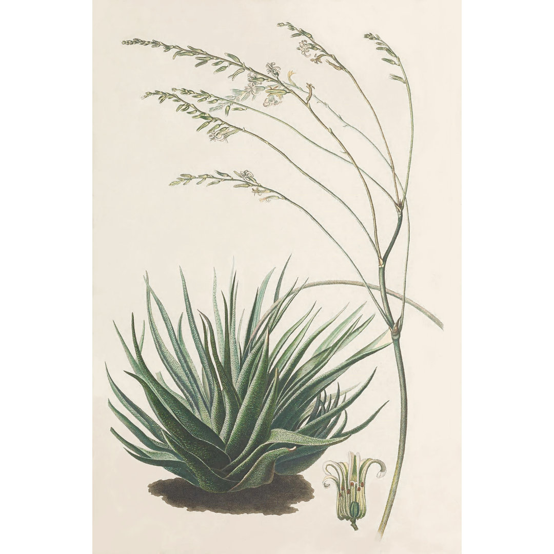 Leinwandbild Agave Plant I