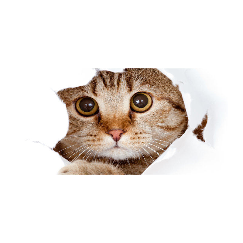 Cat - Wrapped Canvas Print