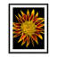 Gazania Print by Harold Davis-65783231-132612930