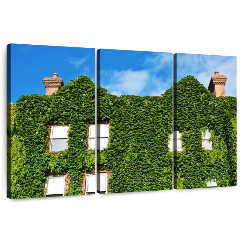 Maison couverte de plantes