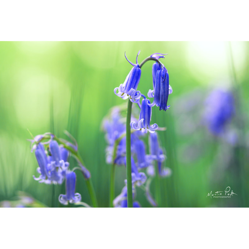 «Bluebell» par Martin Podt - impression, H 8 po x l 12 po, Toile tendue