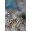 Dill Seed II-2047436988