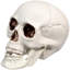 Décorations d'Halloween tête de mort 3,5 po