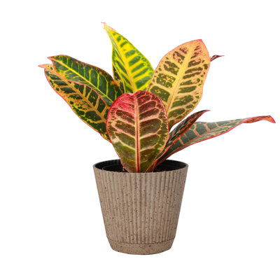 Thorsen's Greenhouse Live Petra Croton Plant in Ruffle Pot, 4-inch Diameter