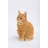Orange Tabby Cat Sitting-1241430313