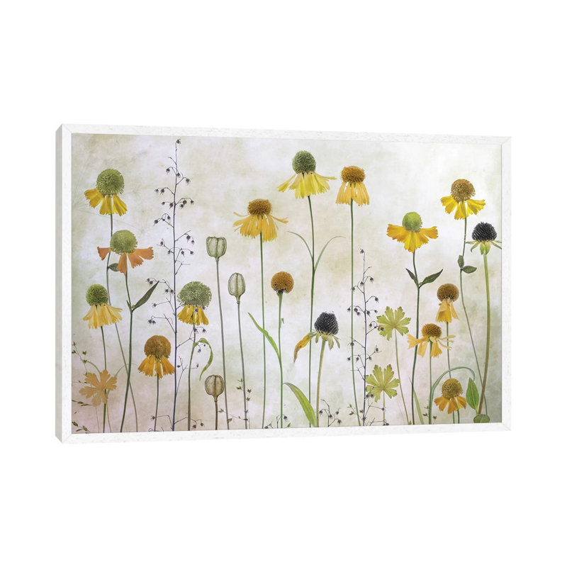 Helenium by Mandy Disher - Print on Canvas, 45.72cm H x 66.04cm W x 3.81cm D, White Framed