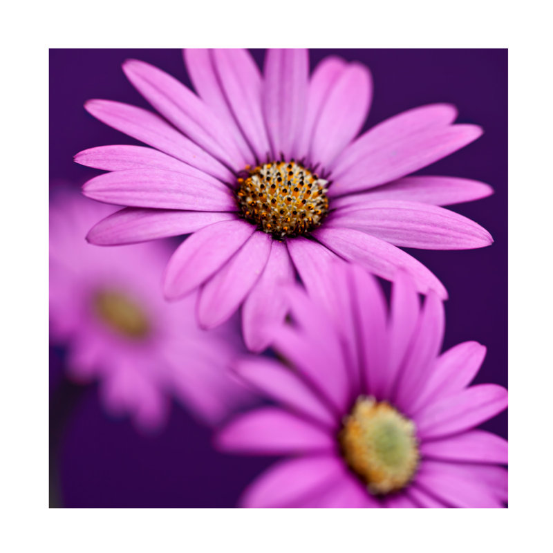 Art sur toile «Plum Daises III», H 24 po x l 24 po x P 2 po