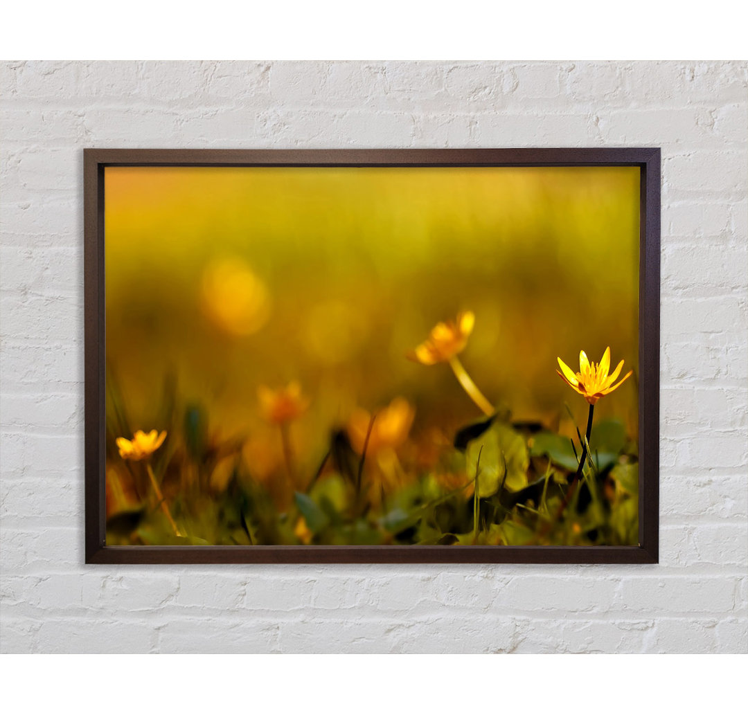 Flowers In The Golden Sun - Einzelbildrahmen Kunstdrucke auf Leinwand