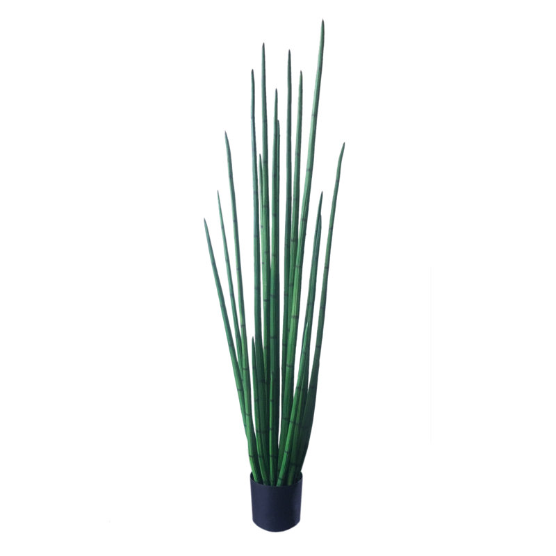 Kentia Palm Tree with Pot, 6 Feet Tall