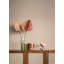 Rouleau de papier peint L 33 pi x l 20,5 po Agave-367894493
