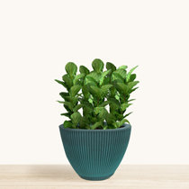 Extra Large (22-29) Indoor Planters