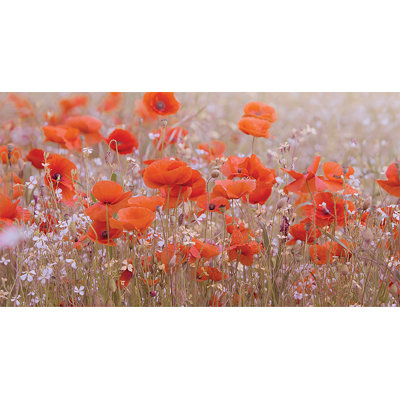 Poppy Meadows by Ian Winstanley - Wrapped Canvas Print