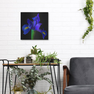 Iris bleu par Pamela Plummer