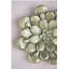 Plaque murale succulente D10x1,6 po