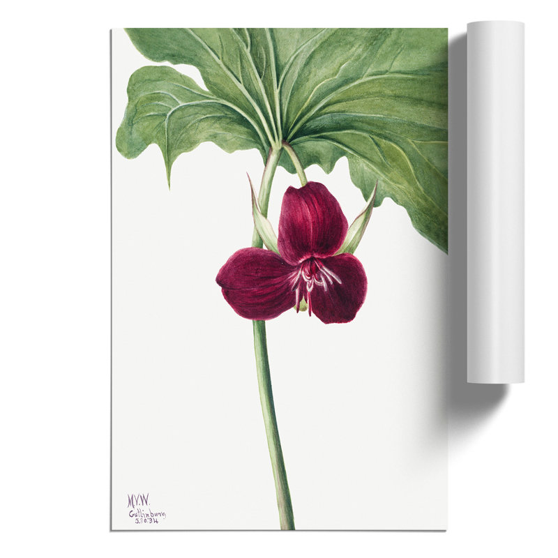 Sweet Trillium by Mary Vaux Walcott - No Frame Painting, 30cm H x 21cm W x 0.1cm D