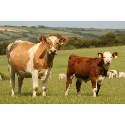 " Cow And Calf " by Kolo5