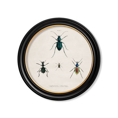 Beetles by Mid-1800s - Single Picture Frame Print on Archival Matt 230gsm Paper