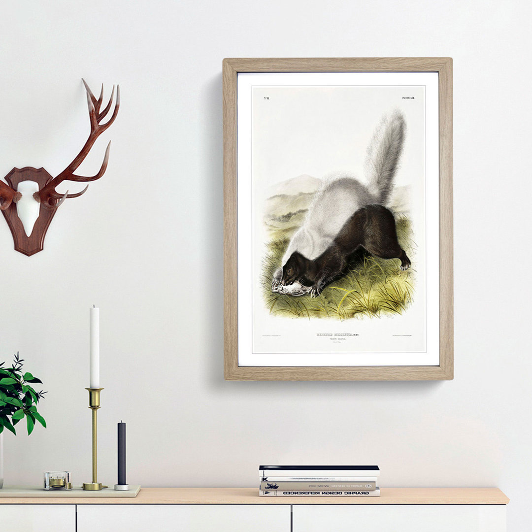 Texan Skunk by J.W. Audubon - Framed Print