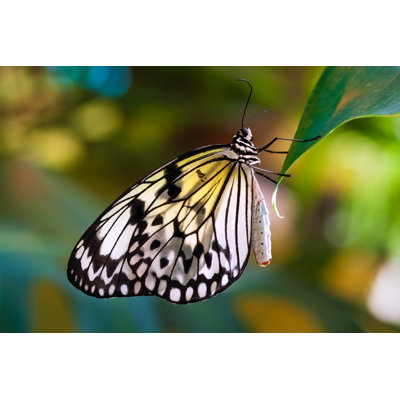Laurcella Butterfly - Wrapped Canvas Print