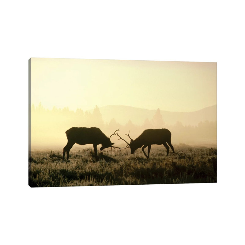 Elk Two Males Sparring In The Fall, Yellowstone National Park, Wyoming by Michael Quinton - Wrapped Canvas Print
