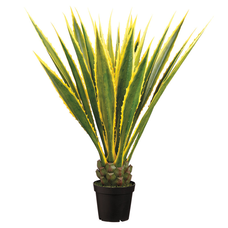 Agave Americana 48 po en pot