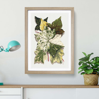Selection of Ivy Leaves by Shirley Hibberd - Picture Frame Art Print