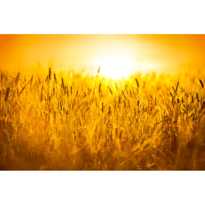 Wheat Field par Zonecreative - photographie sur toile tendue, H 20 po x l 30 po