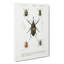 Weevil Beetle Illustrations by Charles D' Orbigny - Wrapped Canvas Painting-55305505