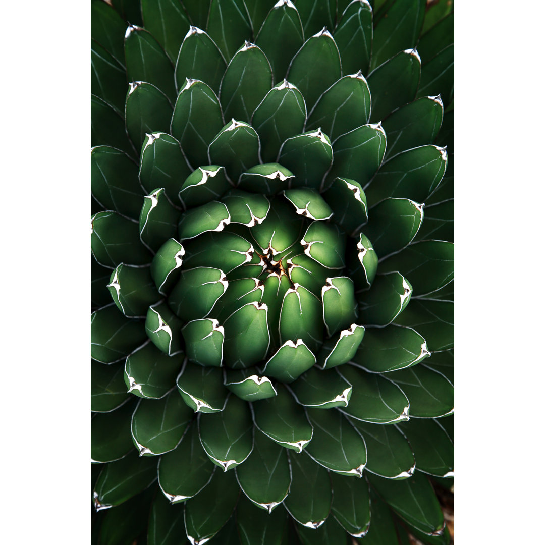 Agave von THEPALMER - Leinwandbild