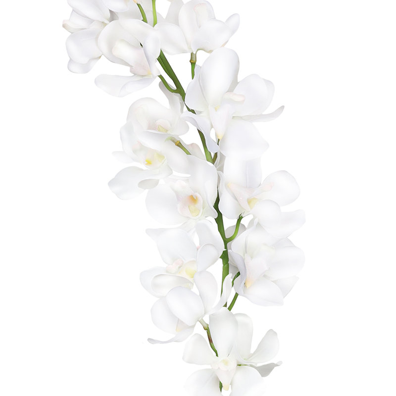 Tiges d'orchidées, Blanc