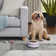 Sam's Pets Tall Tulip Pet Bowl In Glossy