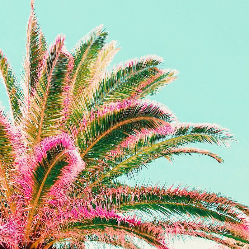 Fiesta Palms - impression sur toile tendue, H 12 po x l 12 po, Non, Toile tendue