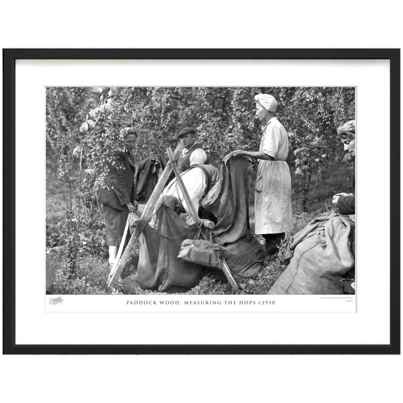Paddock Wood, Measuring The Hops C1950 by Francis Frith - Single Picture Frame Print, 60cm H x 80cm W x 2.3cm D