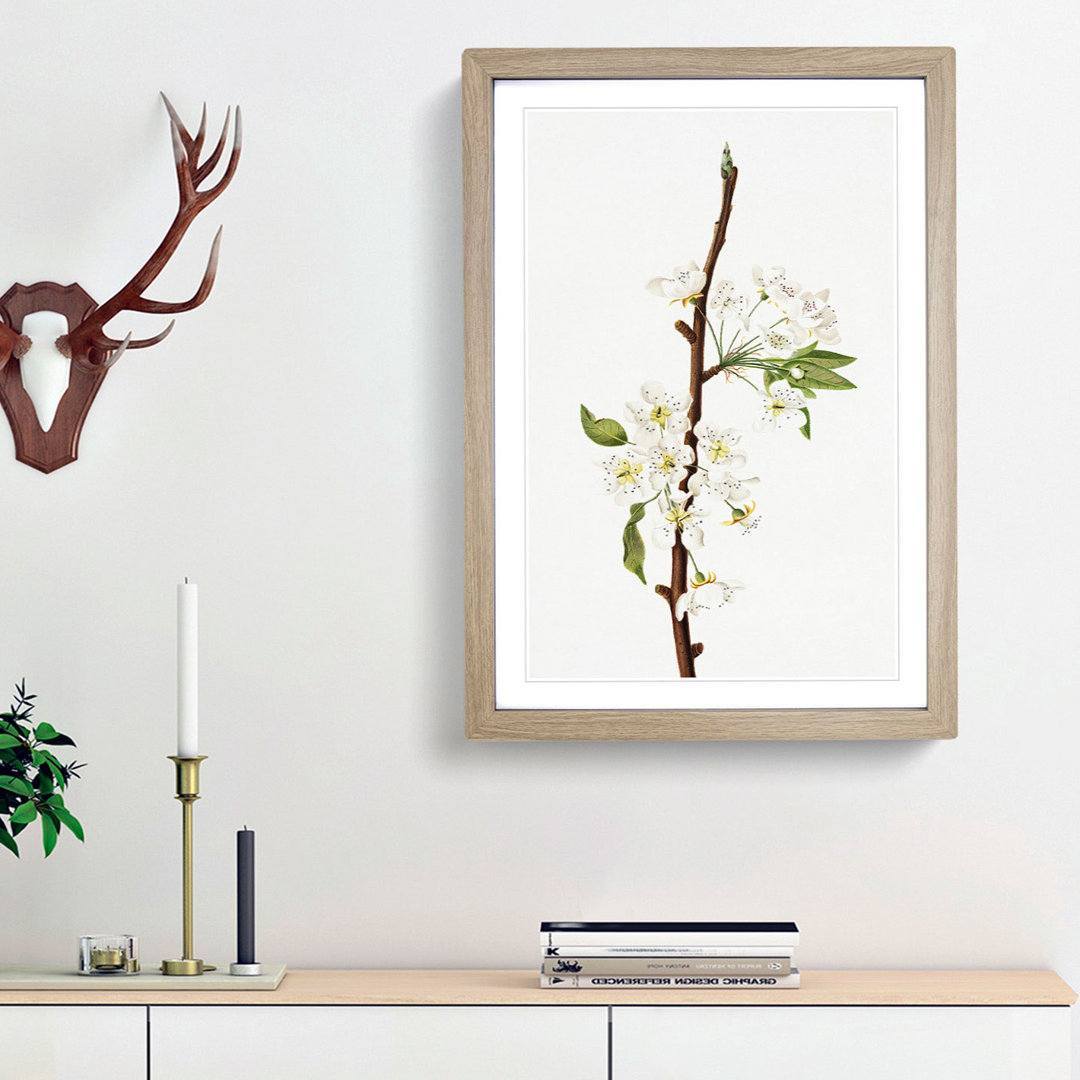 Musky Pear Tree Flowers by Giorgio Gallesio - Picture Frame Painting Print