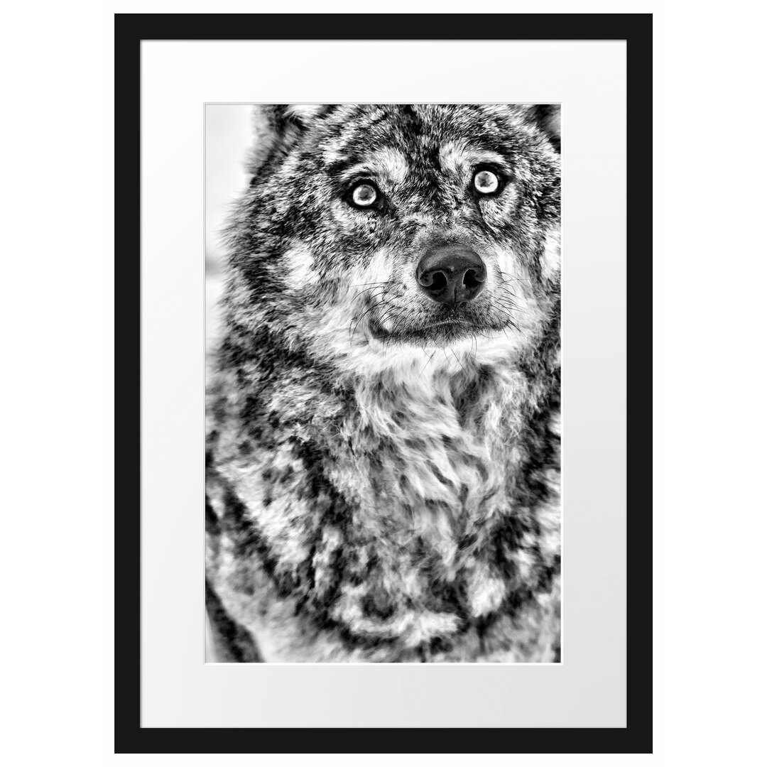 Gerahmtes Poster Niedlicher Wolf im Schnee