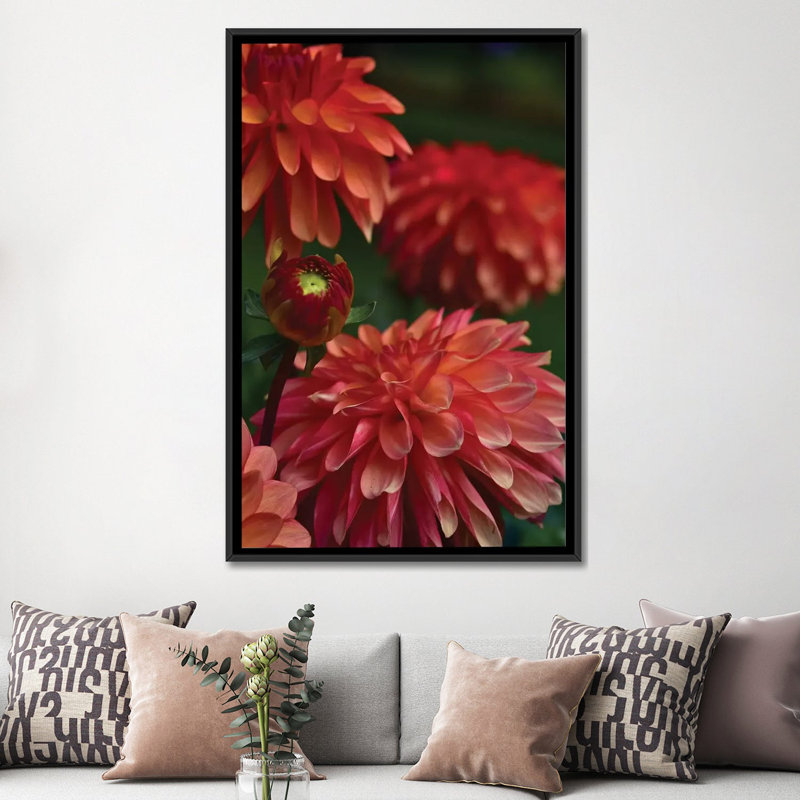 « dahlia », reproduction de photo sur toile, H 60 po x l 40po x P 1,5 po, Toile avec cadre noir, Pas de tapis
