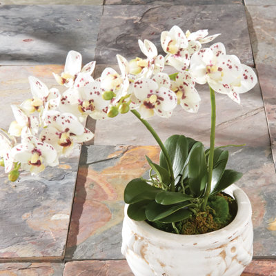 Stiles Phalaen Realistic Faux Phalaenopsis Orchid Drop-In 16 in. in White/Pink Spotted
