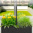 Double-Sided Raised Garden Bed with Trellis on Wheels, Metal Planter Box for Planting on Both Sides, Mobile Privacy Screen for Patio and Garden