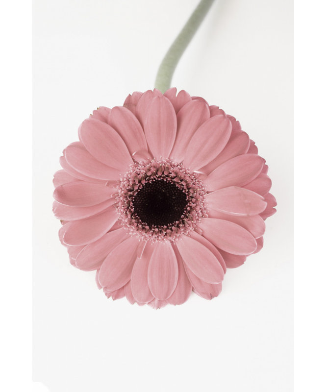 Wrapped Canvas Print, 91.44 cm H x 60.96 cm W