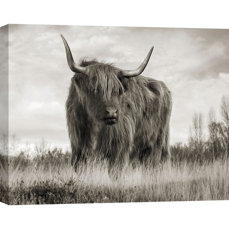 3AP6281 Scottish Highland Cattle (BW) by Pangea Images - Wrapped Canvas Art Prints, 70cm H x 100cm W x 4cm D