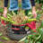 Behrens Plastic Decorative Basket