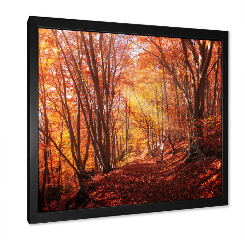 Colorful Trees In Autumn Forest " Colourful Trees In Autumn Forest ", Black Picture Frame Canvas, 16" H x 16" W x 1" D