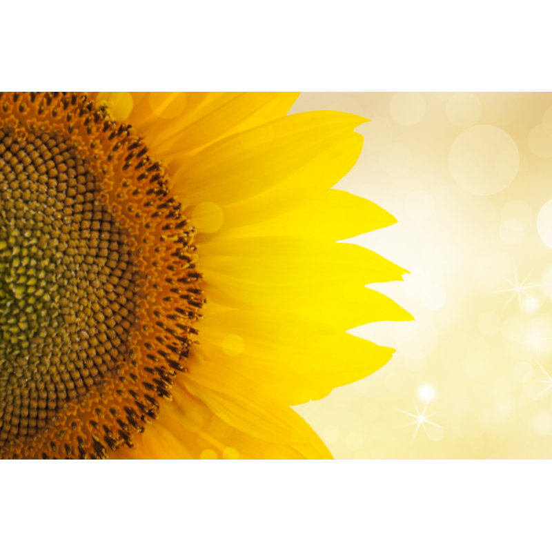 Tournesol coucher de soleil par Ranasu, H 8 po x l 12 po